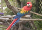 sdzoo10.jpg